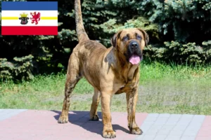 Read more about the article Presa Canario hodowcy i szczenięta w Meklemburgia-Pomorze Przednie