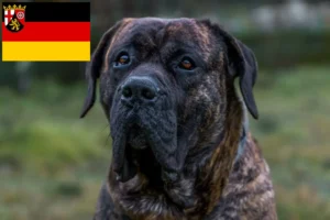 Read more about the article Presa Canario hodowcy i szczenięta w Nadrenia-Palatynat
