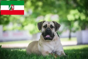 Read more about the article Presa Canario hodowcy i szczenięta w Nadrenia Północna-Westfalia