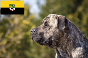 Read more about the article Presa Canario hodowcy i szczenięta w Saksonia-Anhalt