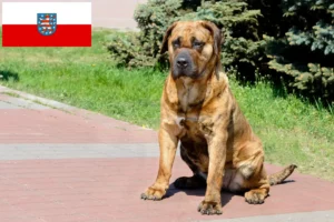 Read more about the article Presa Canario hodowcy i szczenięta w Turyngia
