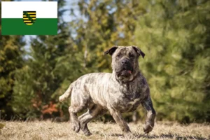 Read more about the article Presa Canario hodowcy i szczenięta w Saksonia