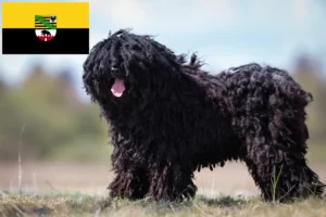 Read more about the article Hodowcy i szczenięta Puli w Saksonia-Anhalt