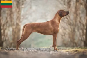 Read more about the article Rhodesian Ridgeback hodowcy i szczenięta w Litwa