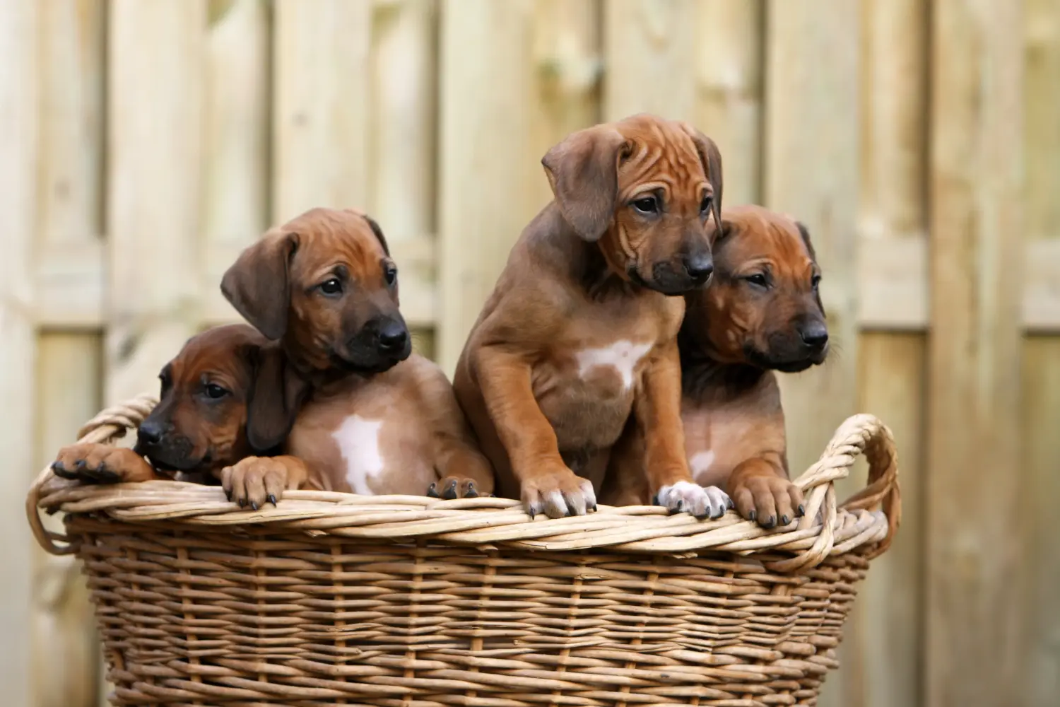 Kupno szczeniaka Rhodesian Ridgeback oznacza wzięcie na siebie odpowiedzialności! Kup szczenięta Rhodesian Ridgeback.
