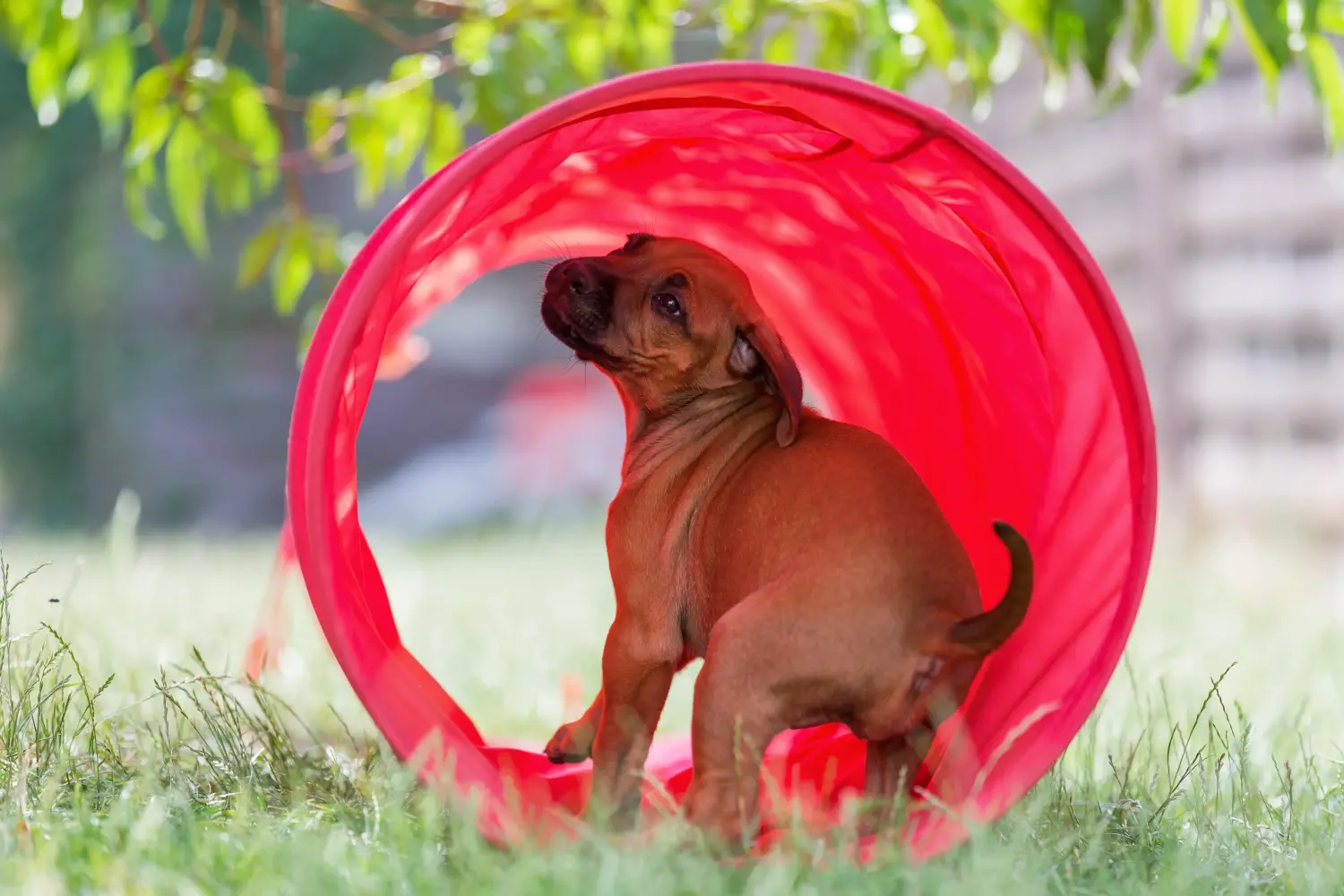 Kupno szczeniaka Rhodesian Ridgeback oznacza wzięcie na siebie odpowiedzialności! Kup szczenięta Rhodesian Ridgeback.