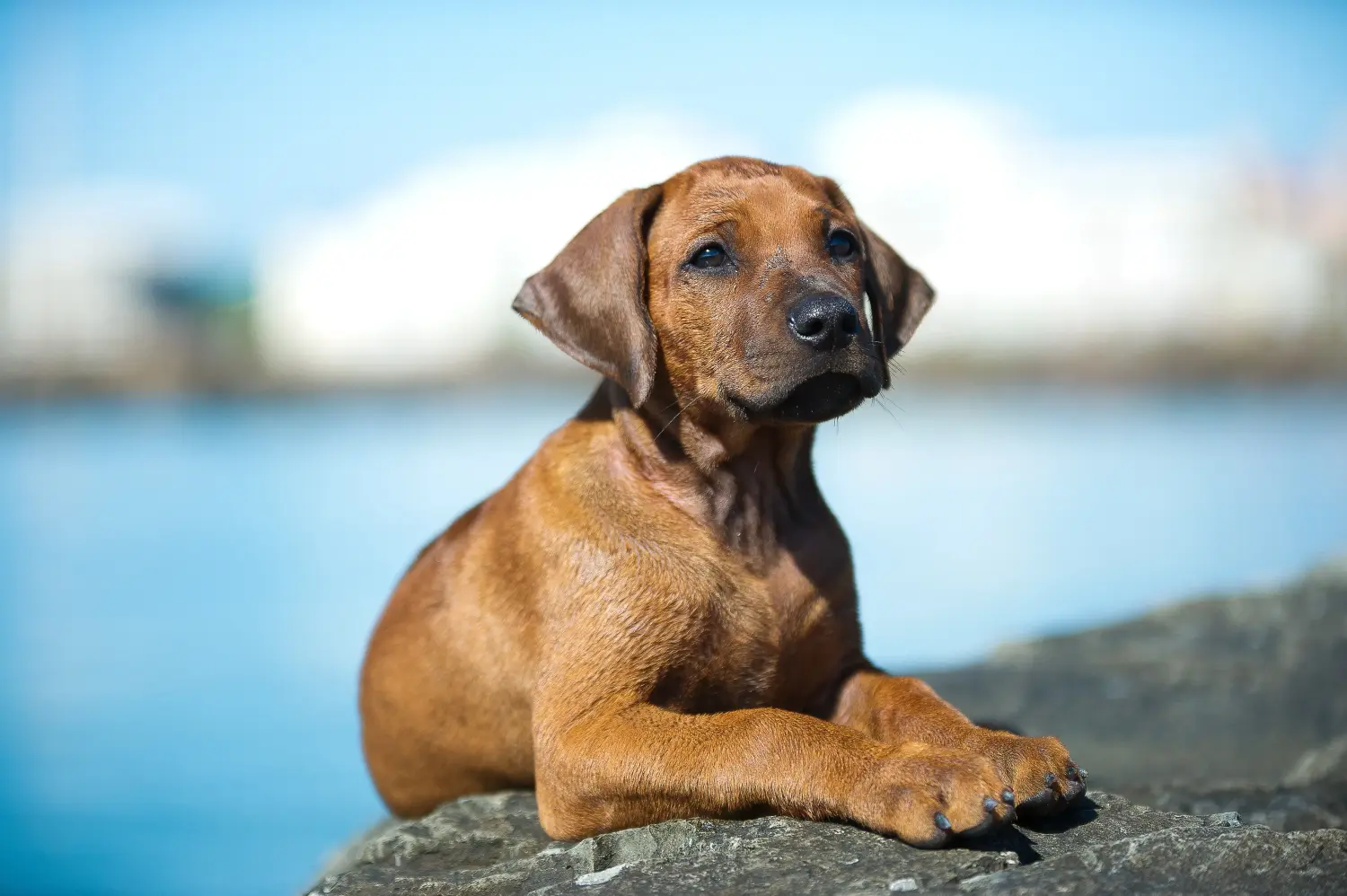 Kupno szczeniaka Rhodesian Ridgeback oznacza wzięcie na siebie odpowiedzialności! Kup szczenięta Rhodesian Ridgeback.