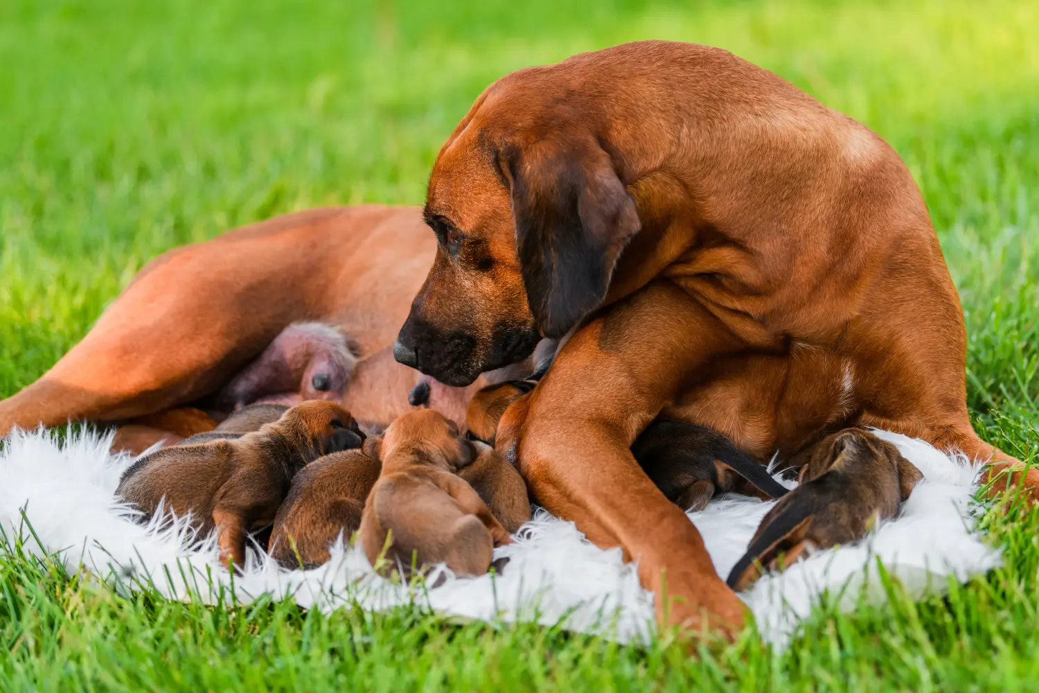 Kupno szczeniaka Rhodesian Ridgeback oznacza wzięcie na siebie odpowiedzialności! Kup szczenięta Rhodesian Ridgeback.