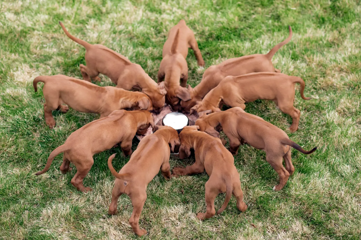 Kupno szczeniaka Rhodesian Ridgeback oznacza wzięcie na siebie odpowiedzialności! Kup szczenięta Rhodesian Ridgeback.
