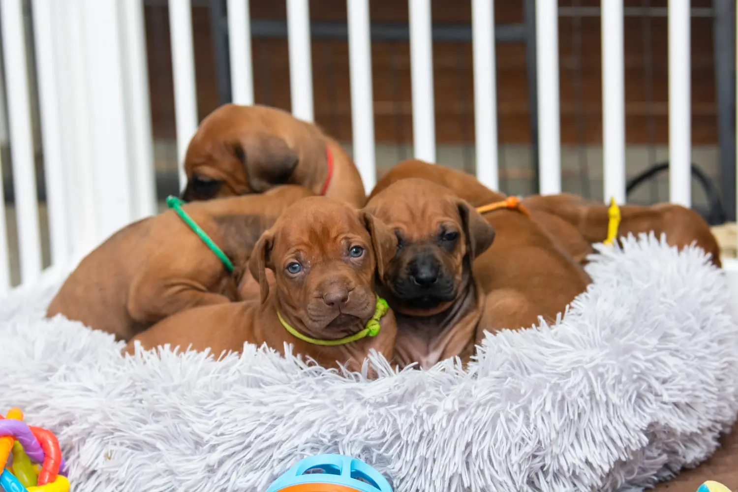 Kupno szczeniaka Rhodesian Ridgeback oznacza wzięcie na siebie odpowiedzialności! Kup szczenięta Rhodesian Ridgeback.