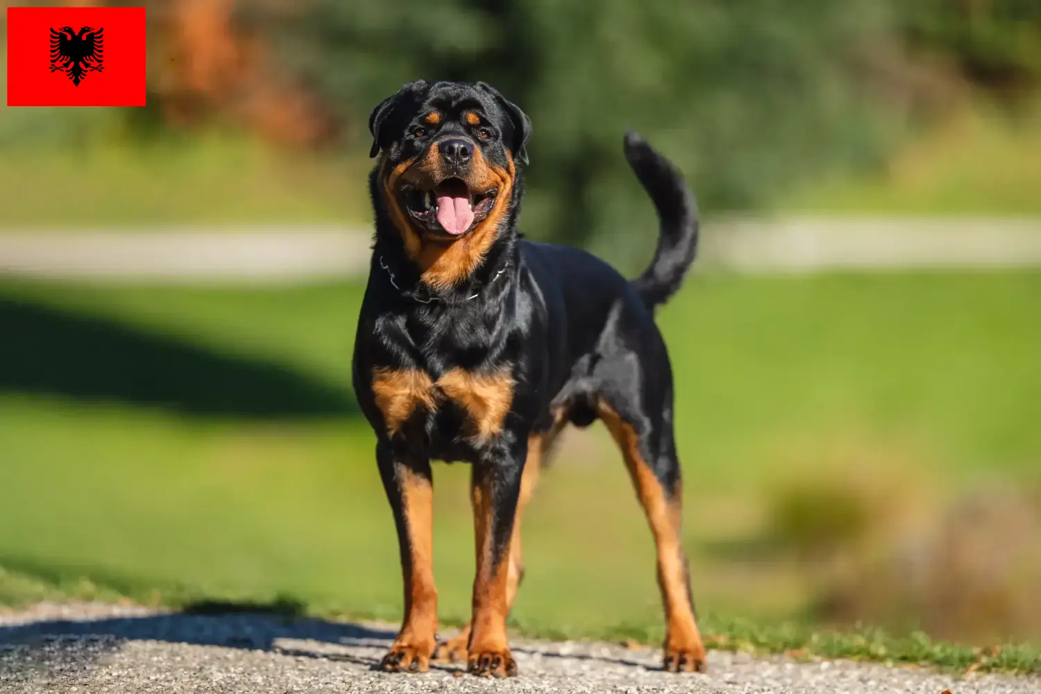 Szczenięta i hodowcy rottweilerów Albania Znajdź hodowców rottweilerów w Albania.