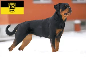 Read more about the article Hodowcy rottweilerów i szczenięta w Badenia-Wirtembergia