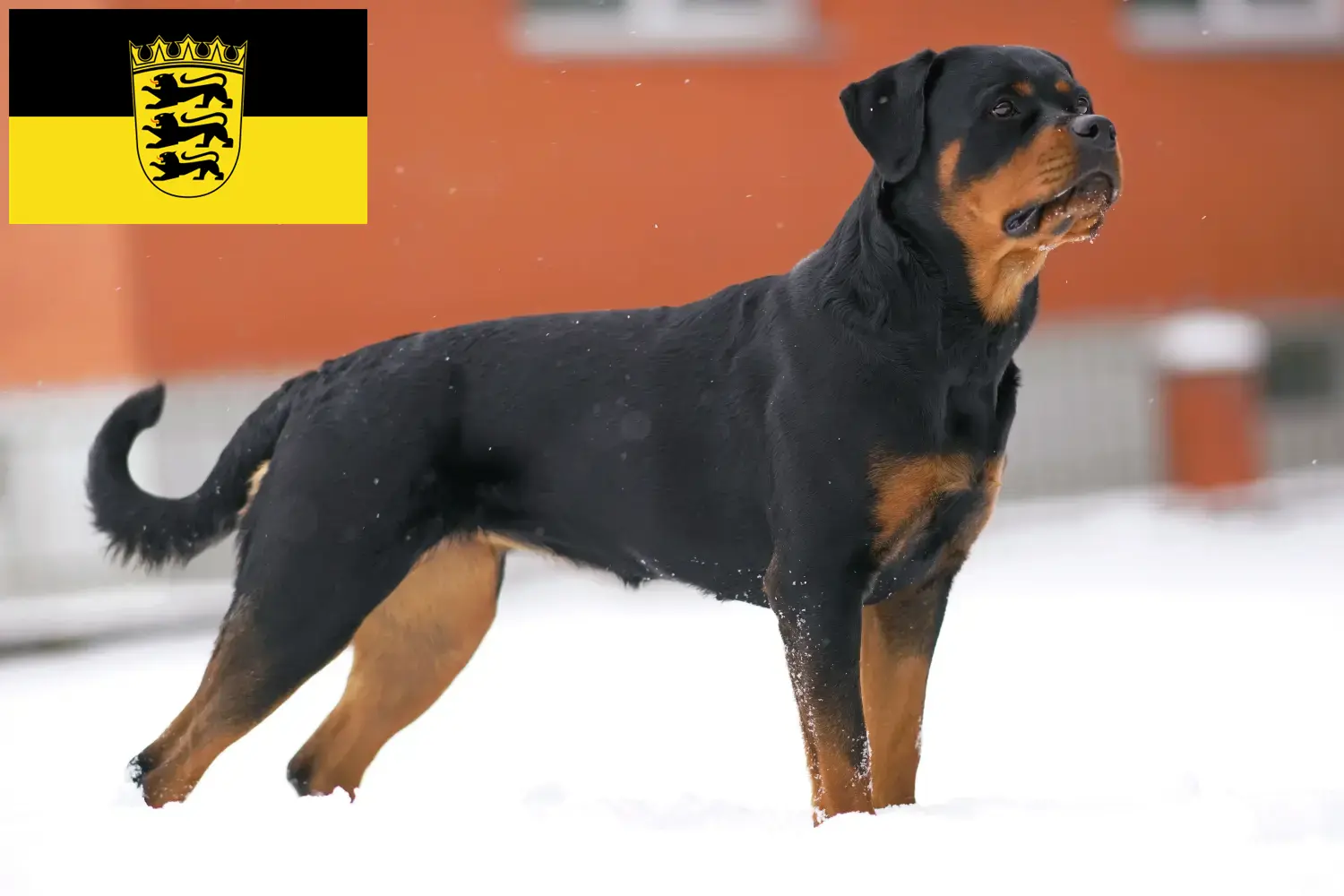 Read more about the article Hodowcy rottweilerów i szczenięta w Badenia-Wirtembergia