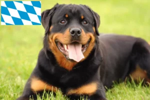 Read more about the article Hodowcy rottweilerów i szczenięta w Bawarii