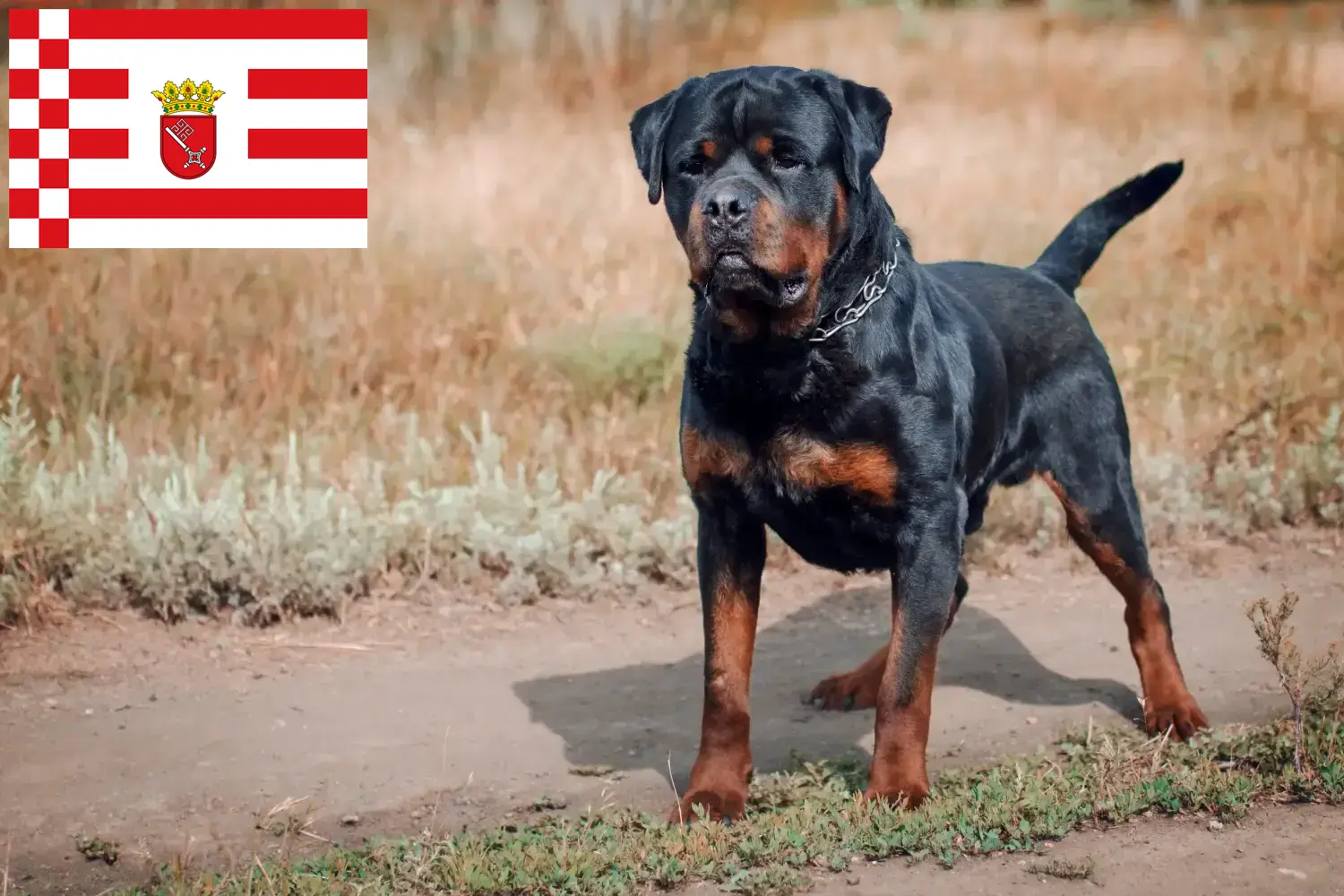 Read more about the article Hodowcy rottweilerów i szczenięta w Brema