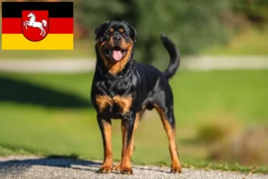 Read more about the article Hodowcy rottweilerów i szczenięta w Dolna Saksonia