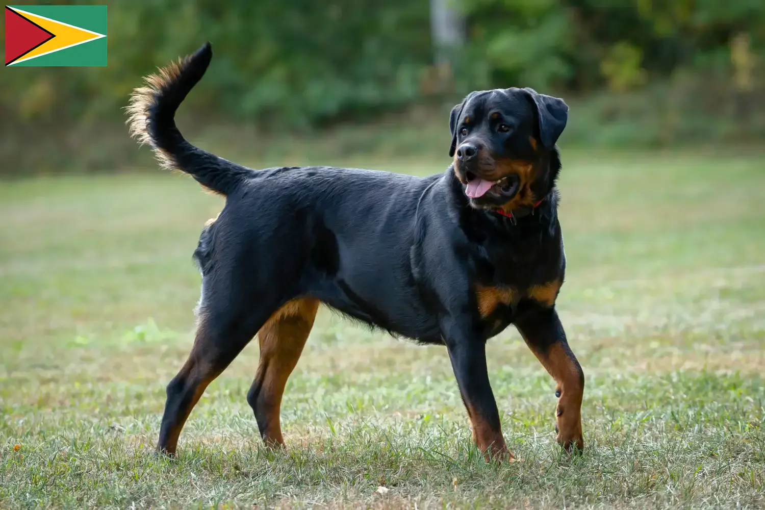 Szczenięta rottweiler i hodowca Gujana Znajdź hodowców rottweilerów w Gujana.