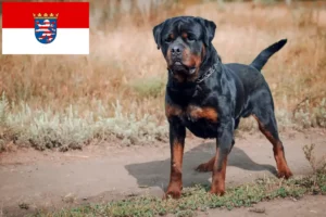 Read more about the article Hodowcy rottweilerów i szczenięta w Hesji