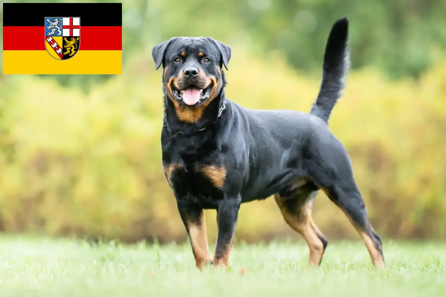 Read more about the article Hodowcy rottweilerów i szczenięta w Kraj Saary