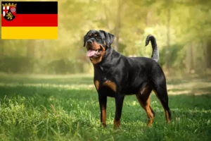 Read more about the article Hodowcy rottweilerów i szczenięta w Nadrenia-Palatynat