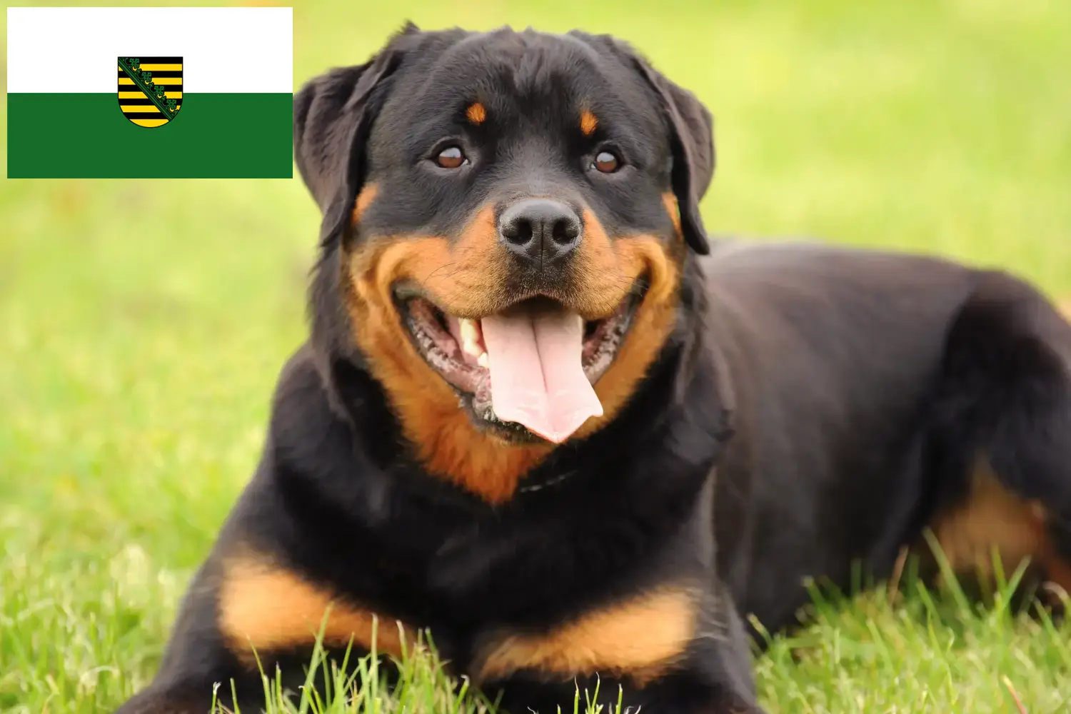 Read more about the article Hodowcy rottweilerów i szczenięta w Saksonii