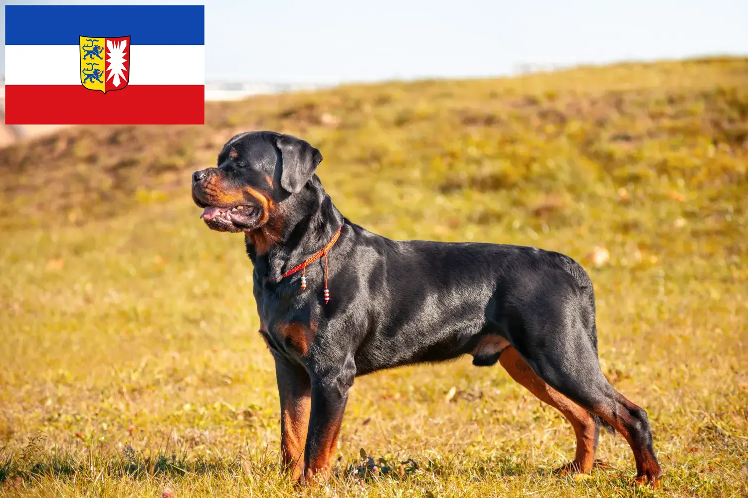 Read more about the article Hodowcy i szczenięta rottweilerów w Szlezwik-Holsztyn