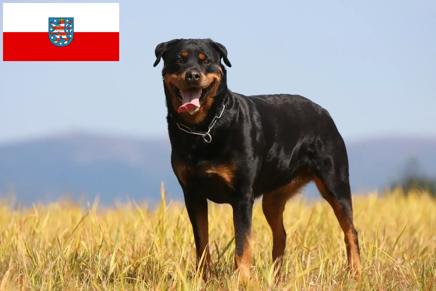 Read more about the article Hodowcy rottweilerów i szczenięta w Turyngii