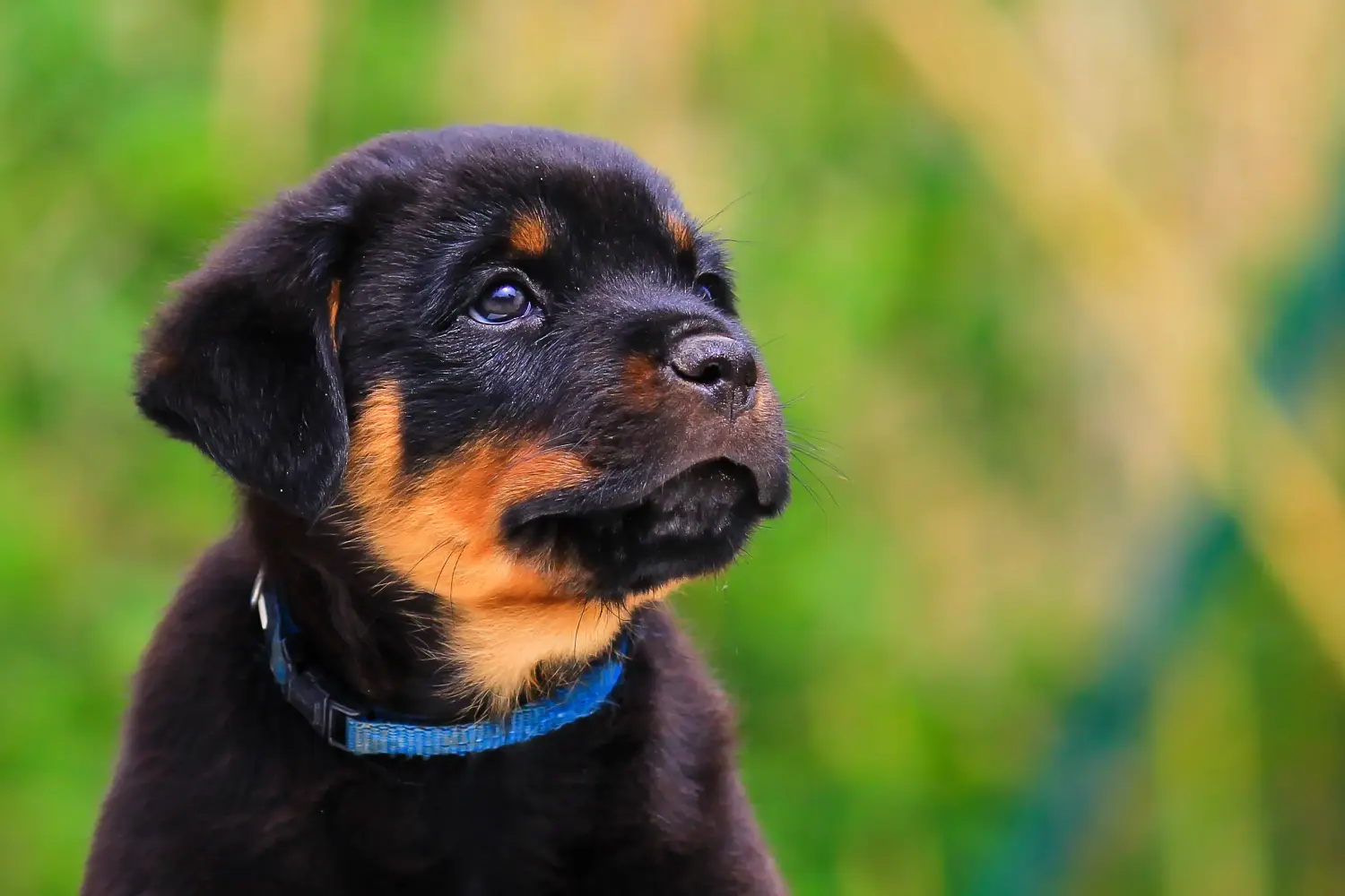 Kupno szczeniaka rottweilera oznacza wzięcie na siebie odpowiedzialności! Kup szczenięta rasy rottweiler.