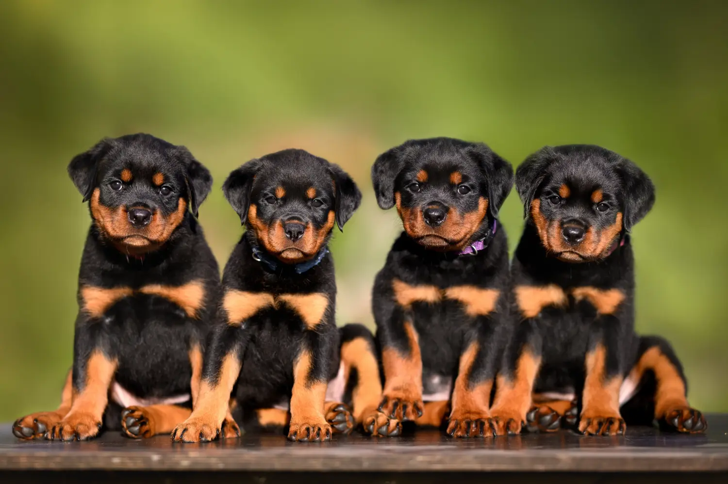Kupno szczeniaka rottweilera oznacza wzięcie na siebie odpowiedzialności! Kup szczenięta rasy rottweiler.