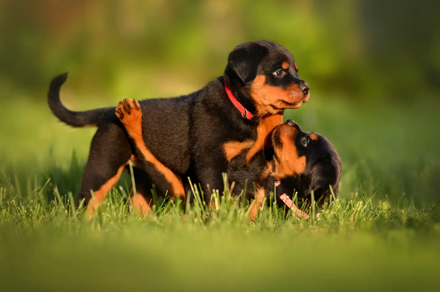 Kupno szczeniaka rottweilera oznacza wzięcie na siebie odpowiedzialności! Kup szczenięta rasy rottweiler.