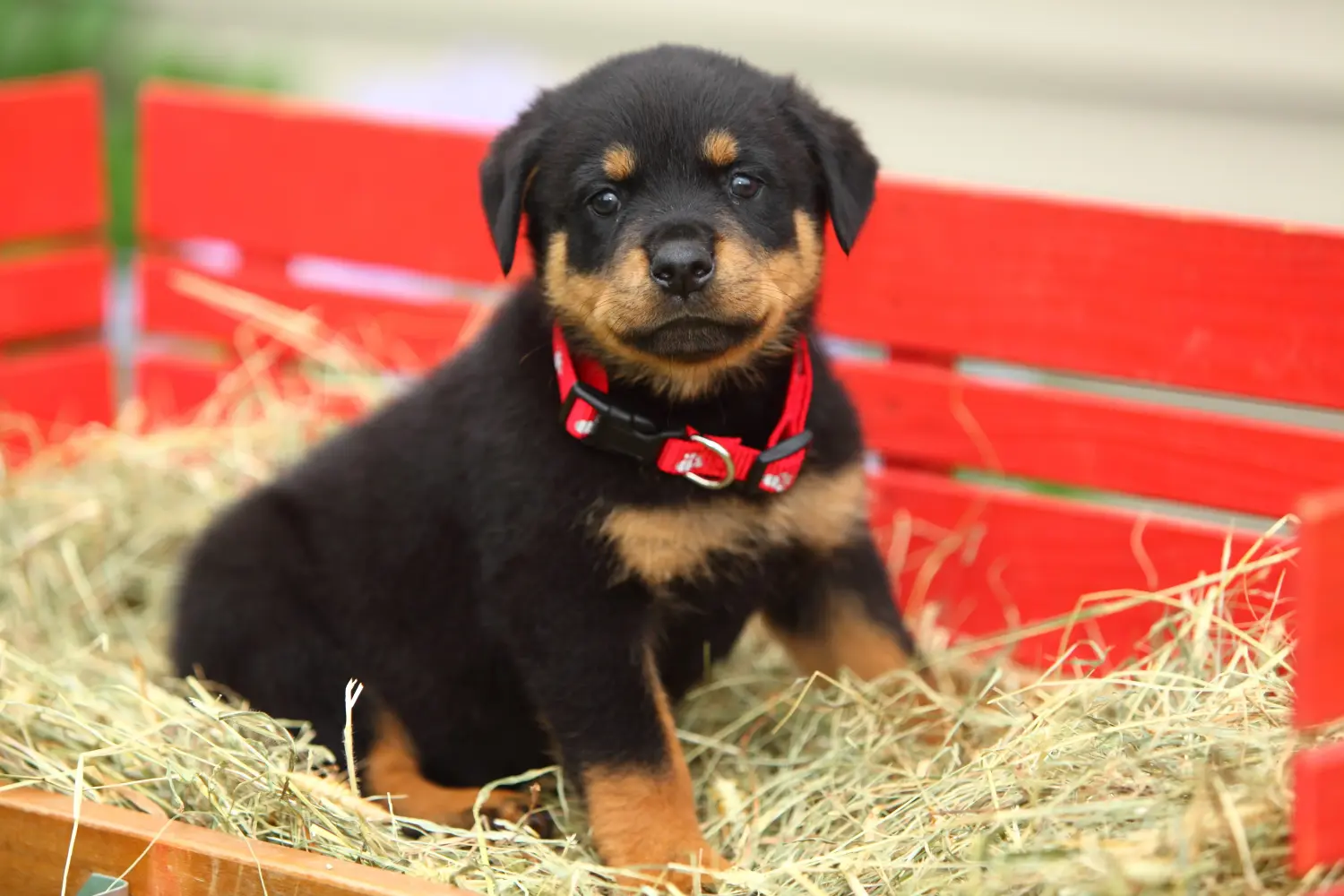 Kupno szczeniaka rottweilera oznacza wzięcie na siebie odpowiedzialności! Kup szczenięta rasy rottweiler.
