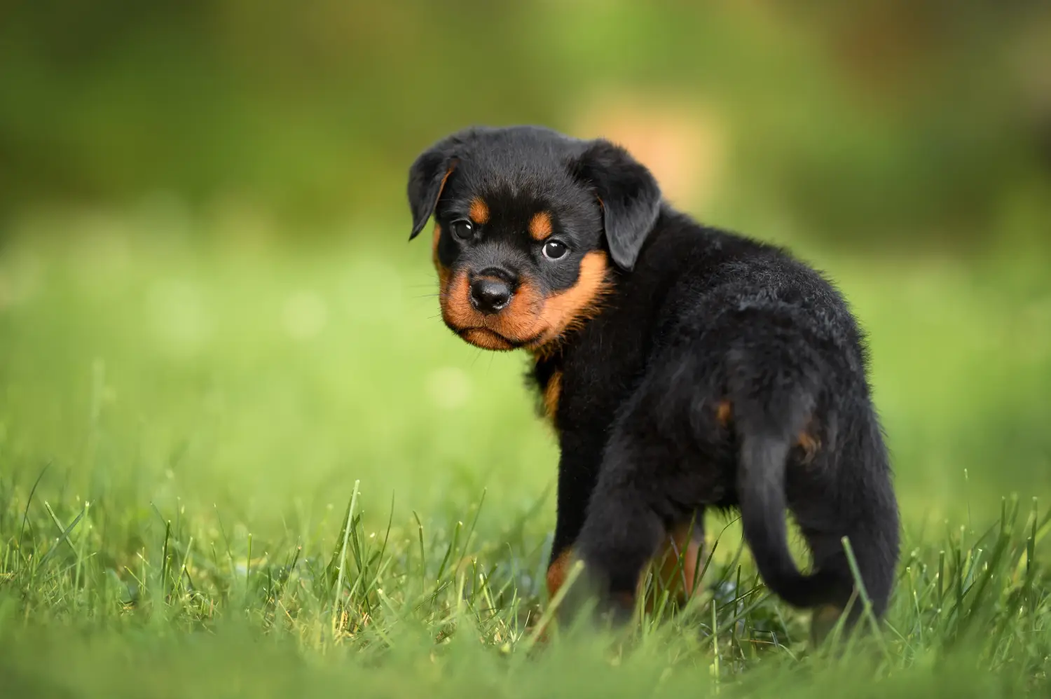 Kupno szczeniaka rottweilera oznacza wzięcie na siebie odpowiedzialności! Kup szczenięta rasy rottweiler.