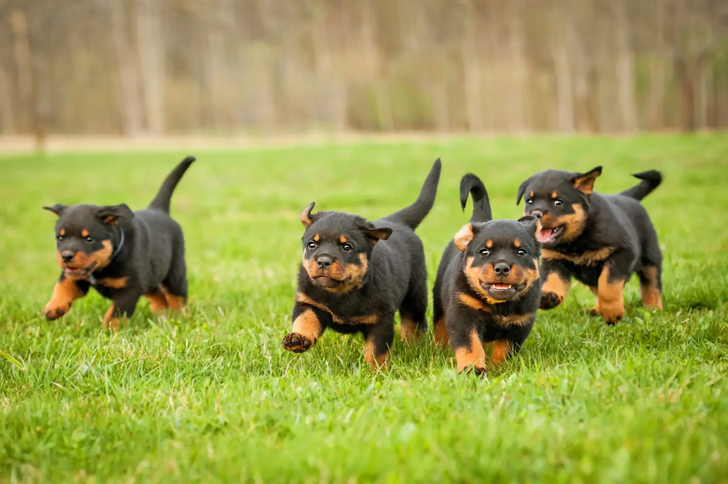 Kupno szczeniaka rottweilera oznacza wzięcie na siebie odpowiedzialności! Kup szczenięta rasy rottweiler.