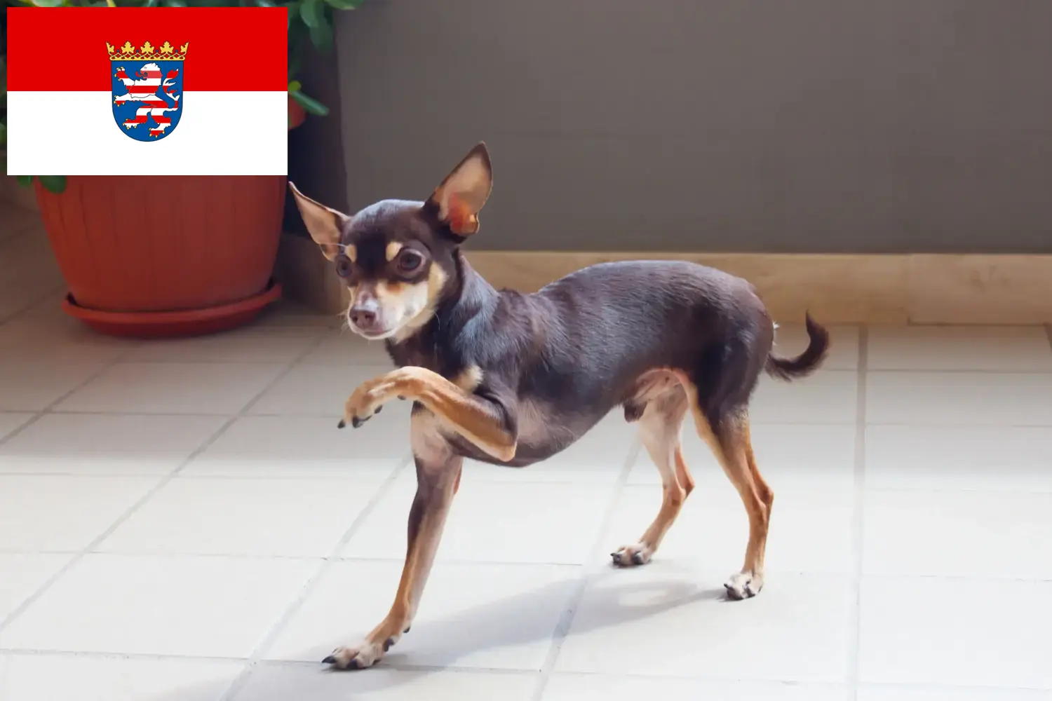 Russkiy Toy szczenięta i hodowcy Hesja Tutaj można znaleźć hodowców Russkiy Toys w Hesja.