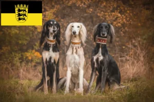 Read more about the article Hodowcy i szczenięta Saluki w Badenia-Wirtembergia