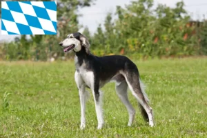 Read more about the article Hodowcy i szczenięta Saluki w Bawaria