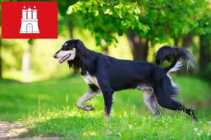 Read more about the article Hodowcy i szczenięta Saluki w Hamburg