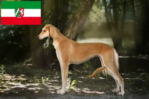 Read more about the article Hodowcy i szczenięta Saluki w Nadrenia Północna-Westfalia