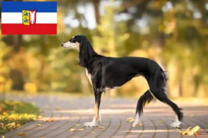 Read more about the article Hodowcy i szczenięta Saluki w Szlezwik-Holsztyn