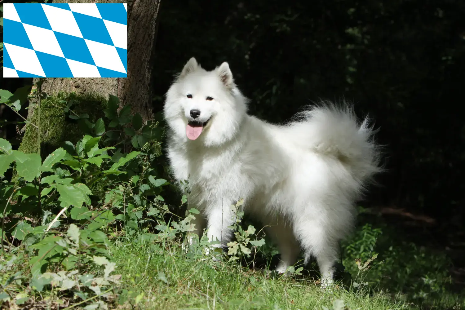 Samoyed szczenięta i hodowcy Bawaria Tutaj znajdziesz hodowców rasy Samoyed w Bawaria.
