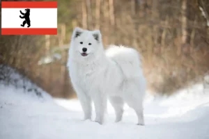 Read more about the article Hodowcy i szczenięta Samoyed w Berlin