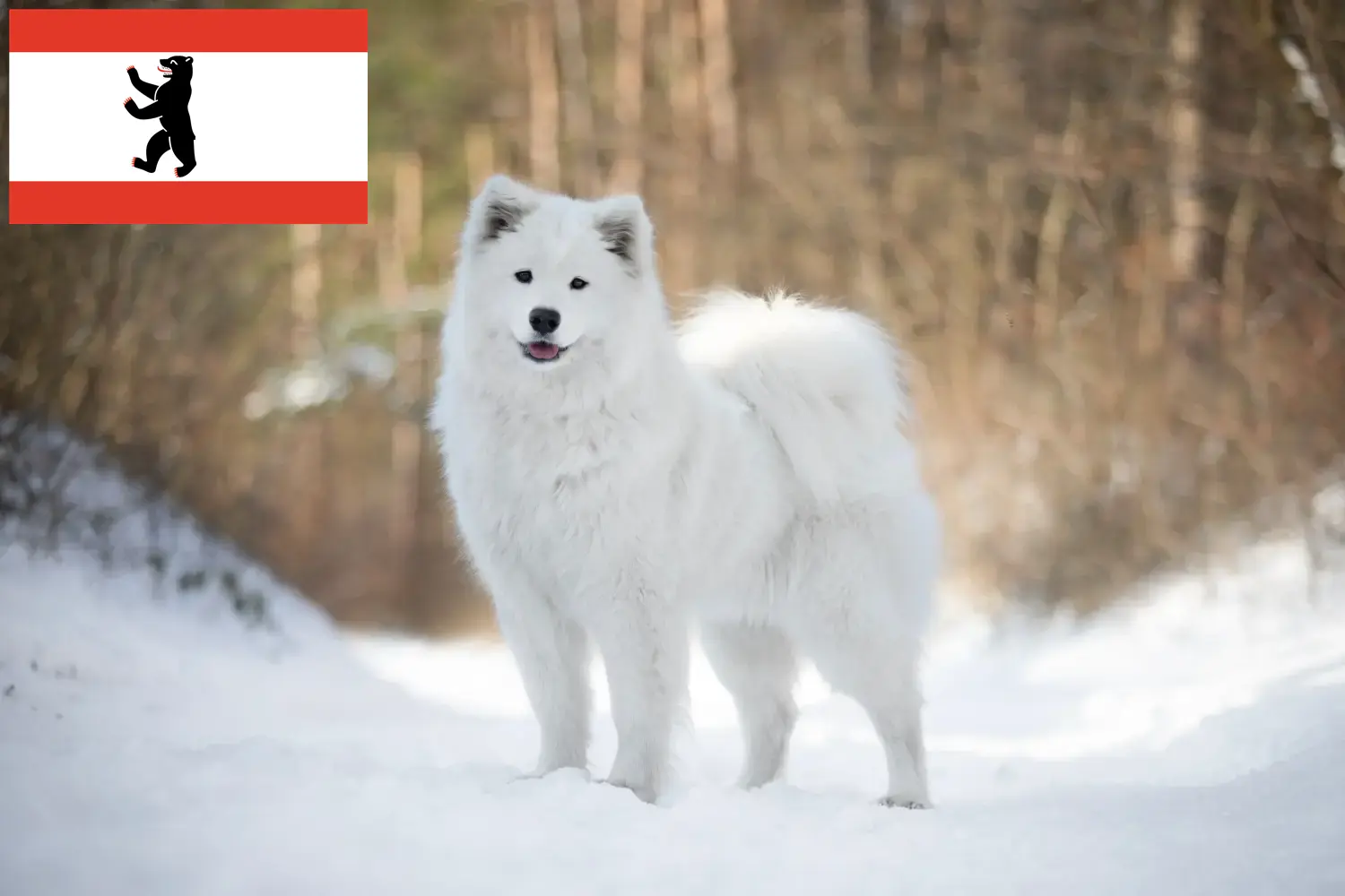 Szczeniaki samoyed i hodowcy Berlin Tutaj znajdziesz hodowców rasy Samoyed w Berlin.
