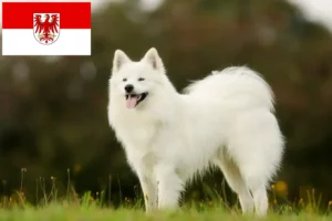 Read more about the article Hodowcy i szczenięta Samoyed w Brandenburgia