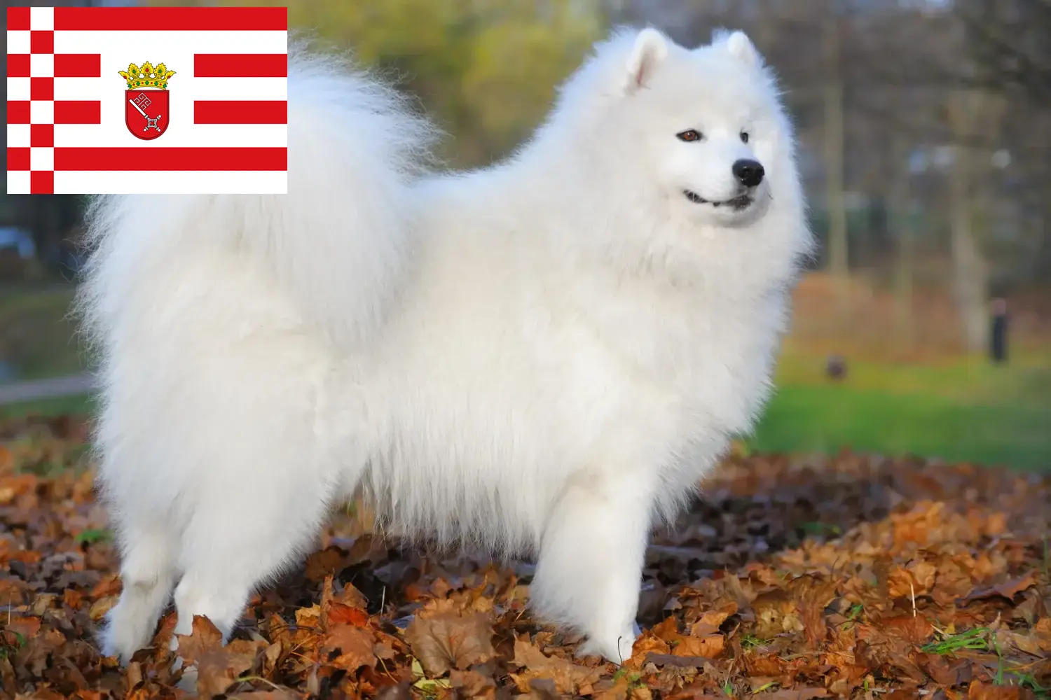 Samoyed szczenięta i hodowcy Brema Tutaj znajdziesz hodowców rasy Samoyed w Brema.