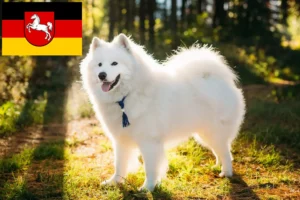 Read more about the article Hodowcy i szczenięta Samoyed w Dolna Saksonia