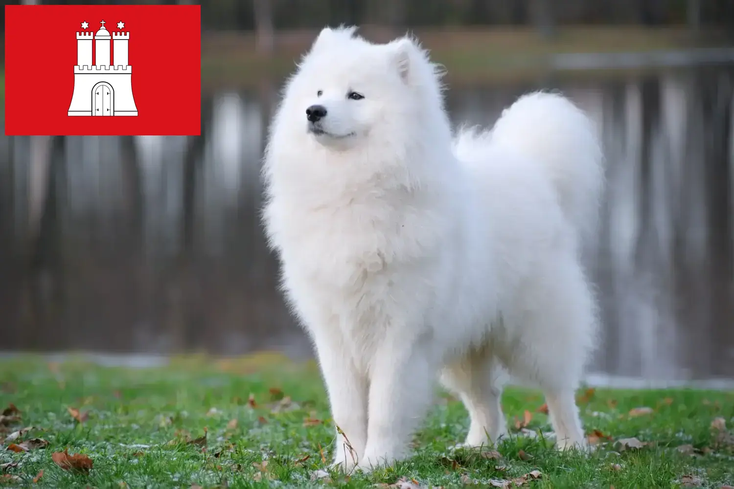 Samoyed szczenięta i hodowcy Hamburg Tutaj znajdziesz hodowców rasy Samoyed w Hamburg.