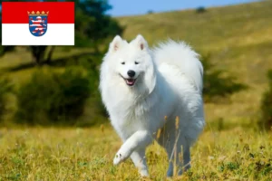 Read more about the article Hodowcy i szczenięta Samoyed w Hesja