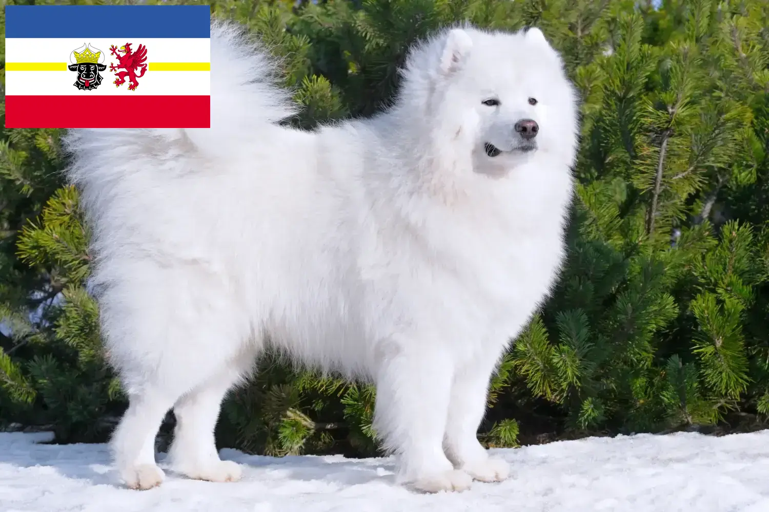 Samoyed szczenięta i hodowcy Meklemburgia-Pomorze Przednie Tutaj znajdziesz hodowców rasy Samoyed w Meklemburgia-Pomorze Przednie.
