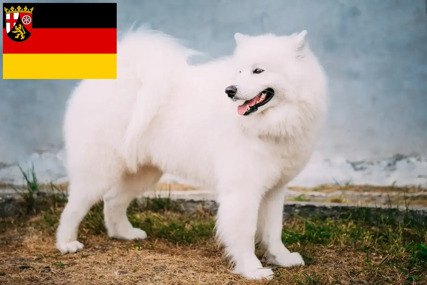 Read more about the article Hodowcy i szczenięta Samoyed w Nadrenia-Palatynat
