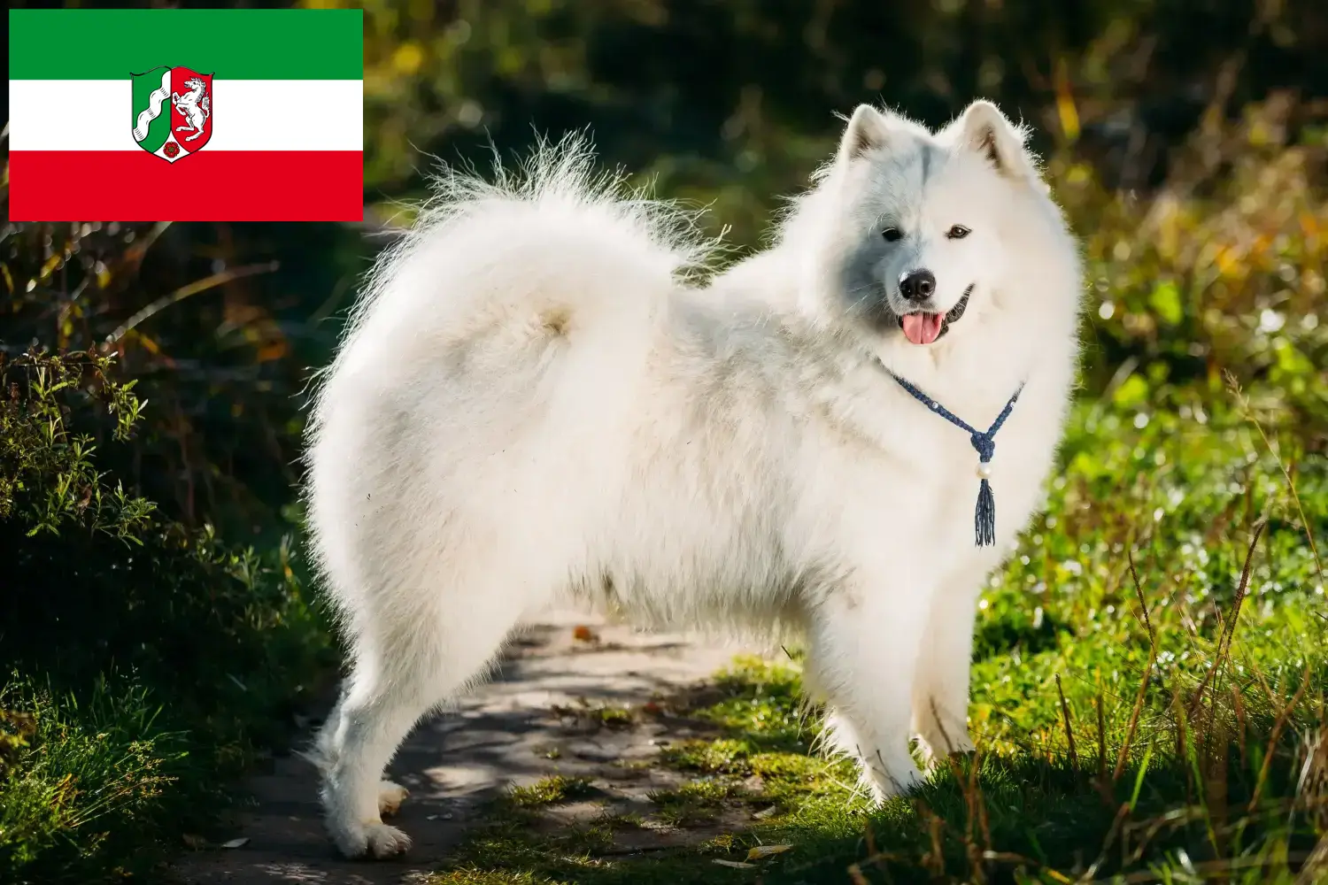 Read more about the article Hodowcy i szczenięta Samoyed w Nadrenia Północna-Westfalia
